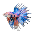 Koi Crown Tail Male Fighting Fish | Betta splendens