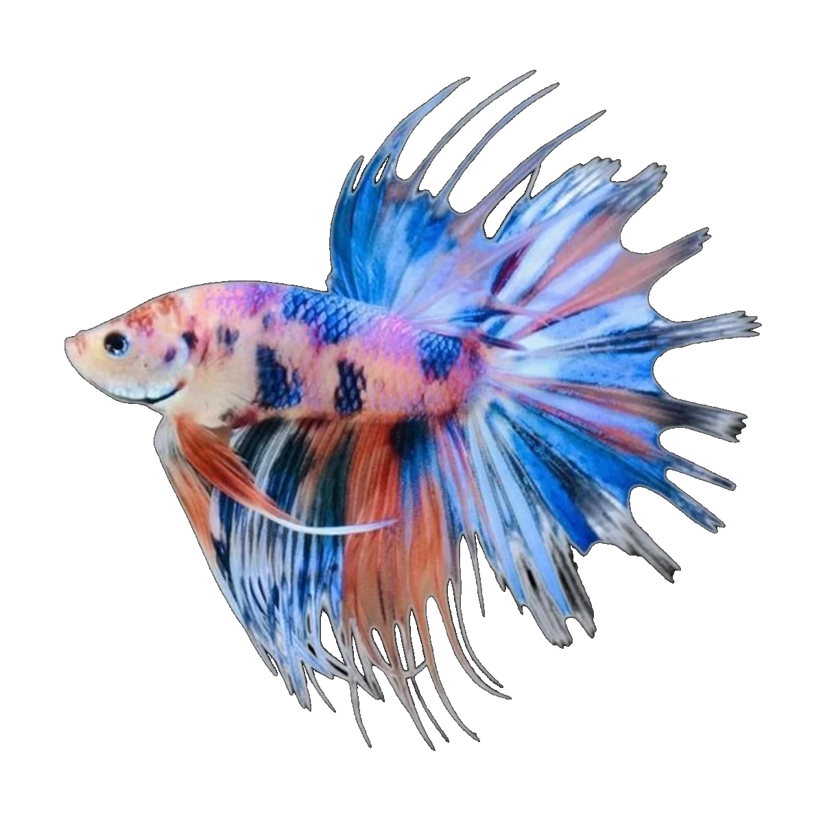 Koi Crown Tail Male Fighting Fish | Betta splendens