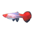 Koi Guppy Female (Poecilia reticulata), side profile facing right