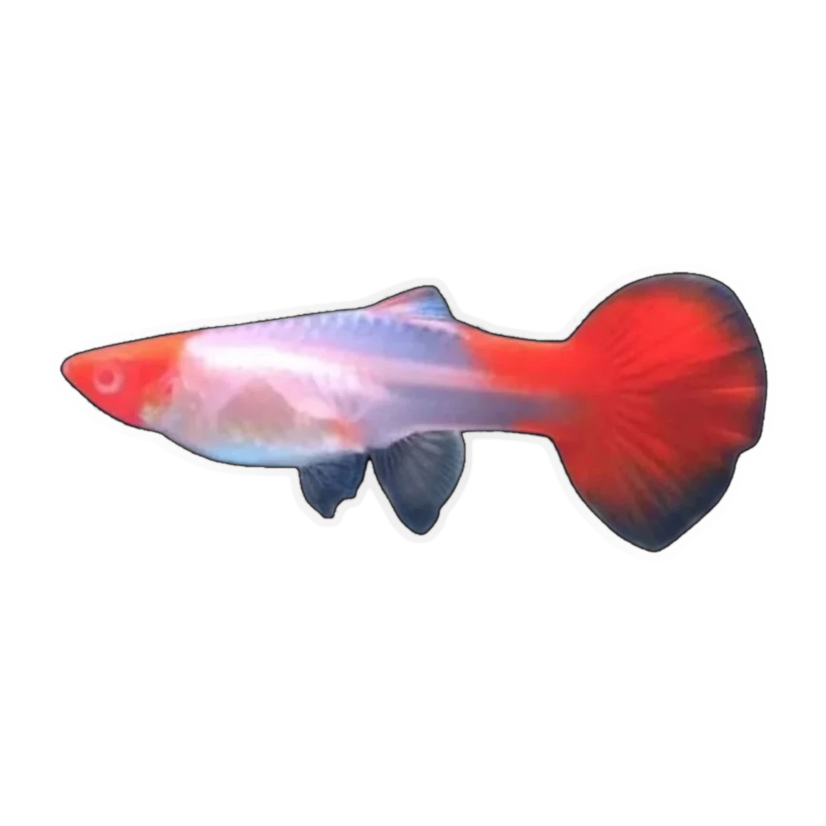 Koi Guppy Female (Poecilia reticulata), side profile facing right
