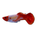 Koi Guppy Male (Poecilia reticulata), side profile facing right
