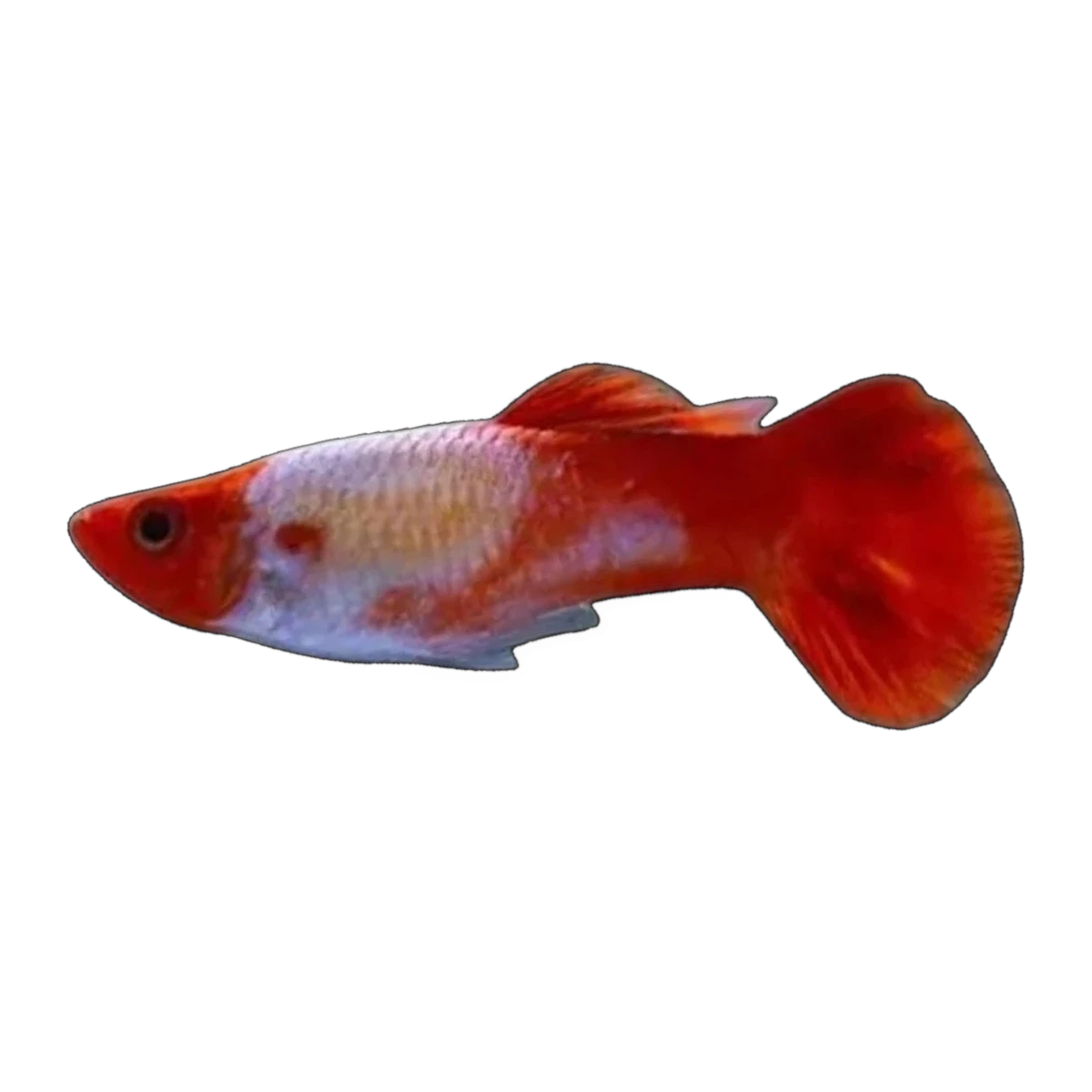 Koi Guppy Male (Poecilia reticulata), side profile facing right