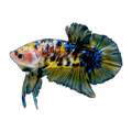 Koi Plakat Male Fighting Fish | Betta splendens