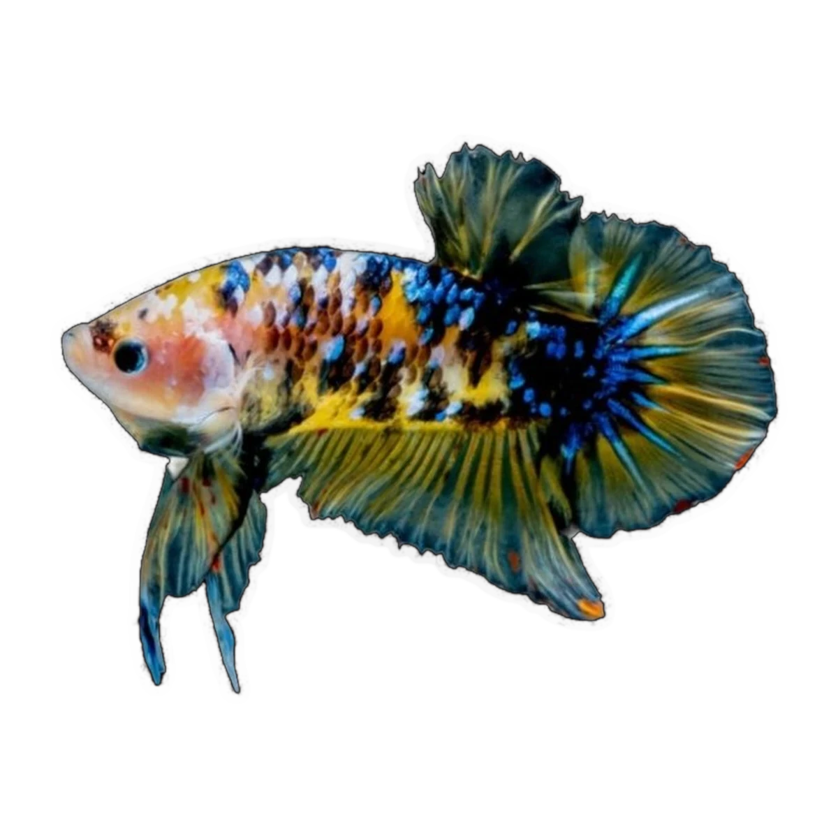 Koi Plakat Male Fighting Fish | Betta splendens