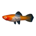 Koi Swordtail | Xiphophorus hellerii