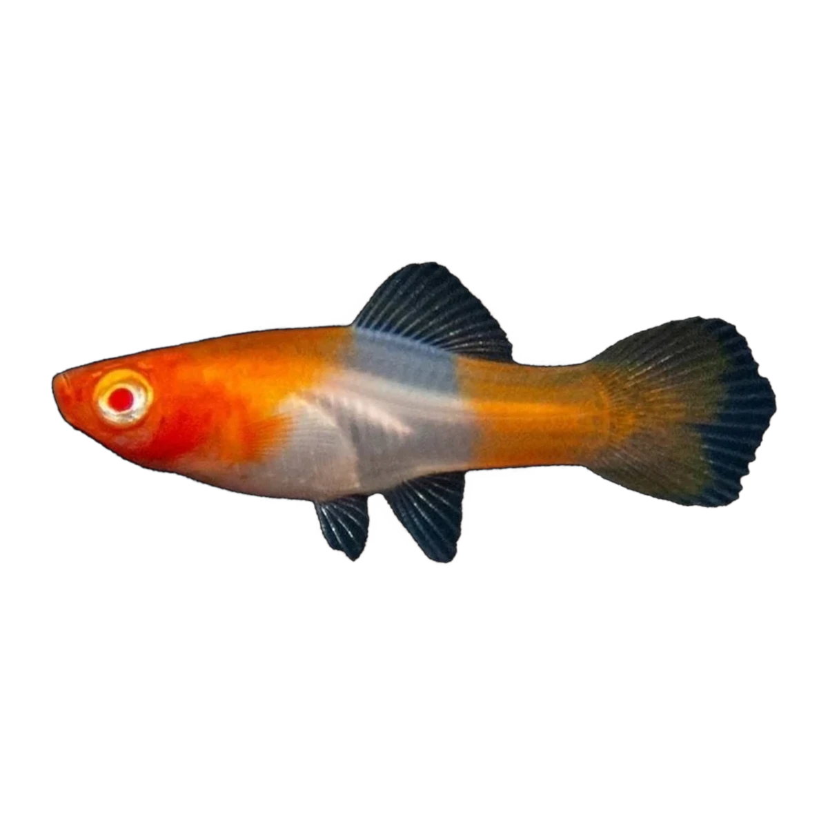 Koi Swordtail | Xiphophorus hellerii