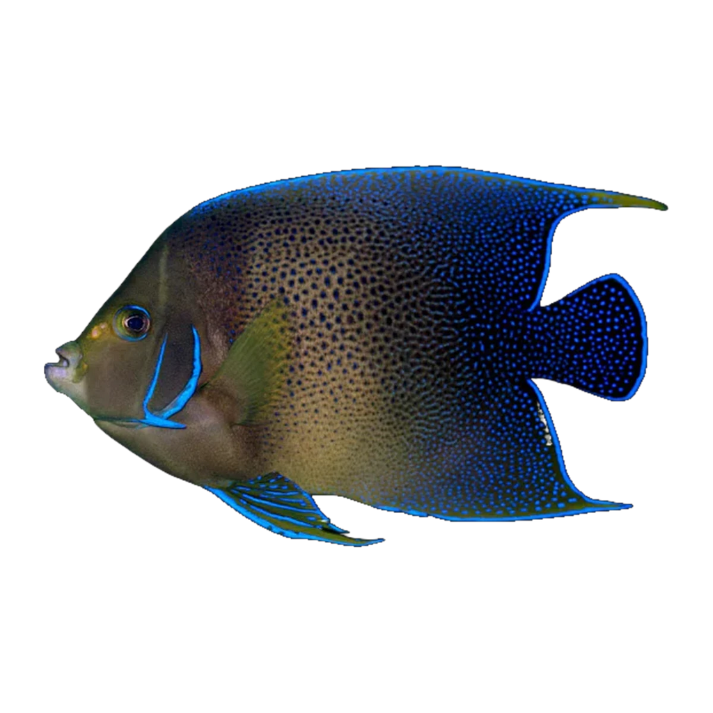 Koran Angelfish Adult | Pomacanthus semicirculatus