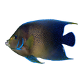 Koran Angelfish Adult | Pomacanthus semicirculatus