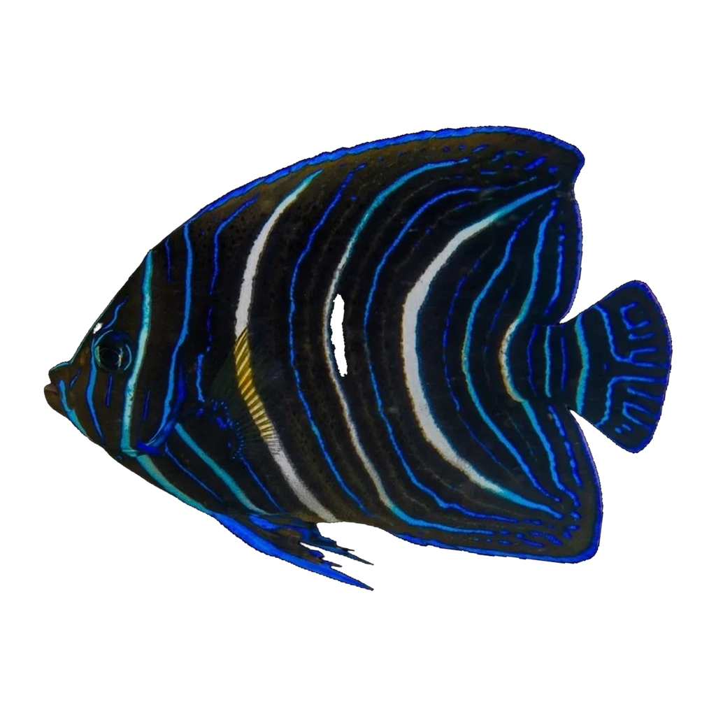 Koran Angelfish juvenile | Pomacanthus semicirculatus