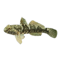 Krefft's Frillgoby | Bathygobius krefftii