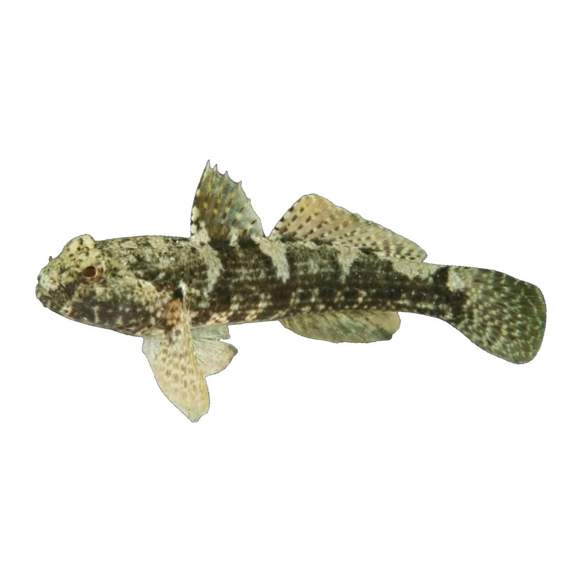 Krefft's Frillgoby | Bathygobius krefftii