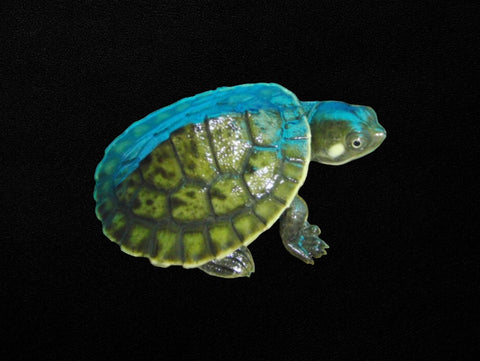Krefft's River Turtle | Emydura macquarii krefftii
