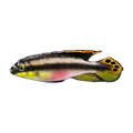 Kribensis – Pelvicachromis pulcher