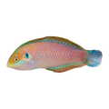 Kuiters Leopard Wrasse | Macropharyngodon kuiteri