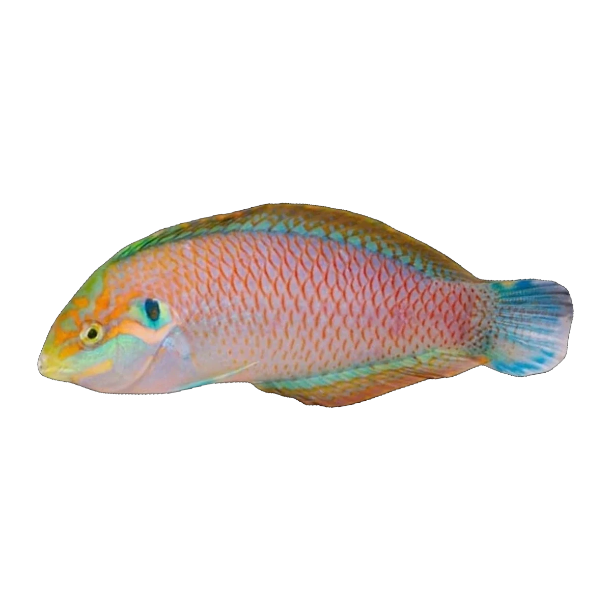 Kuiters Leopard Wrasse | Macropharyngodon kuiteri