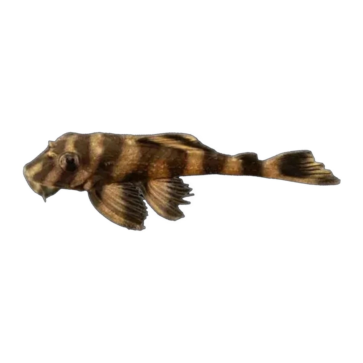 L052 Atabapo Butterfly Pleco | Dekeyseria picta