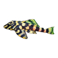 L168 Clown Pleco | Panaqolus maccus
