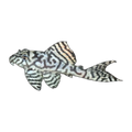 L236 Pleco | Hypancistrus sp. L236
