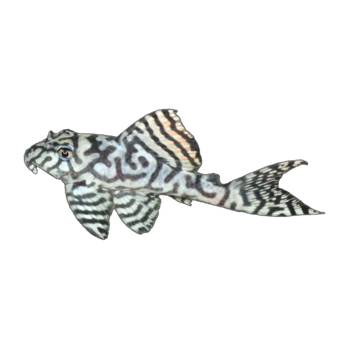 L236 Pleco | Hypancistrus sp. L236