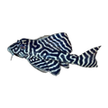 L333 King Tiger Pleco | Hypancistrus sp. L333