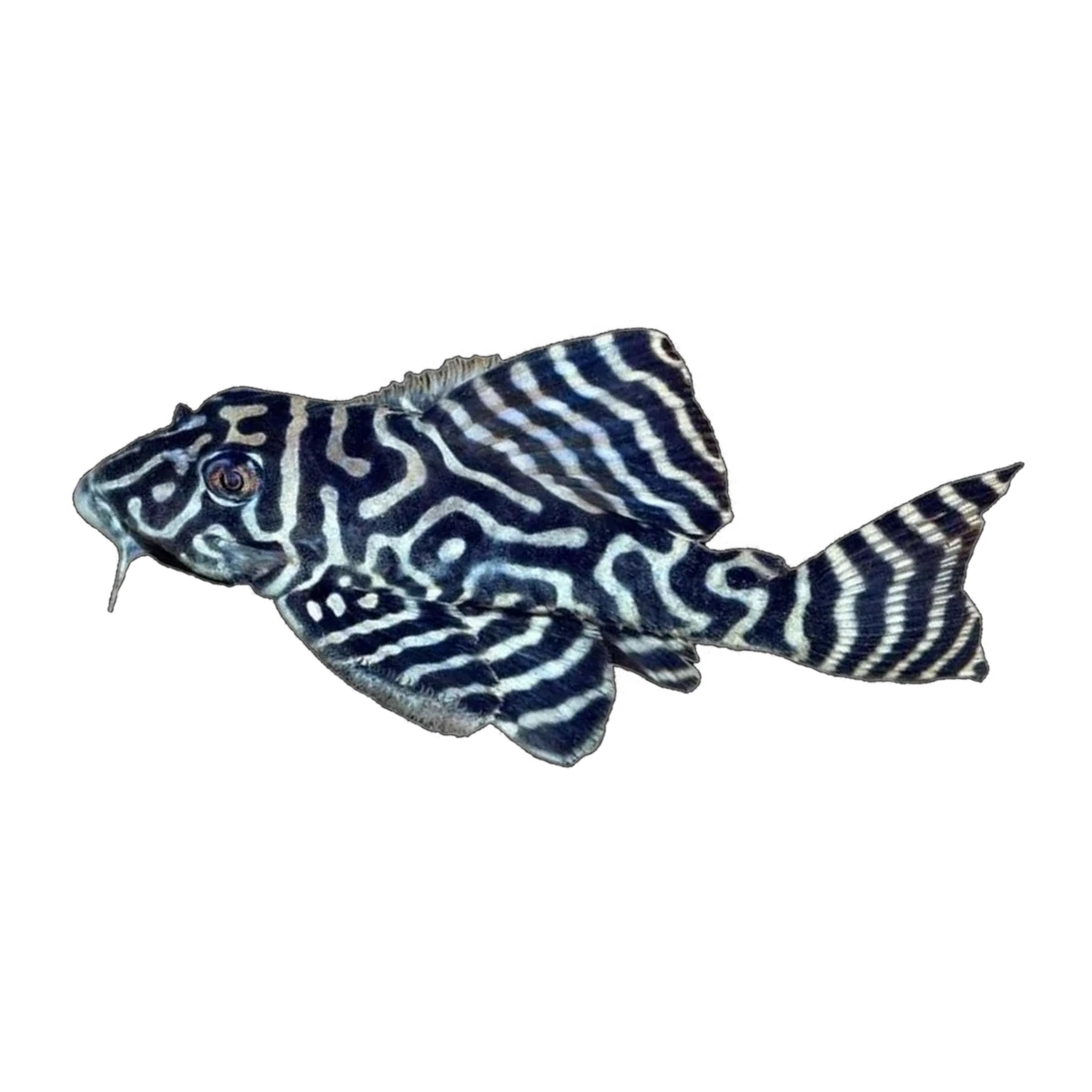 L333 King Tiger Pleco | Hypancistrus sp. L333