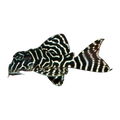 L333 Pleco | Hypancistrus sp. L333