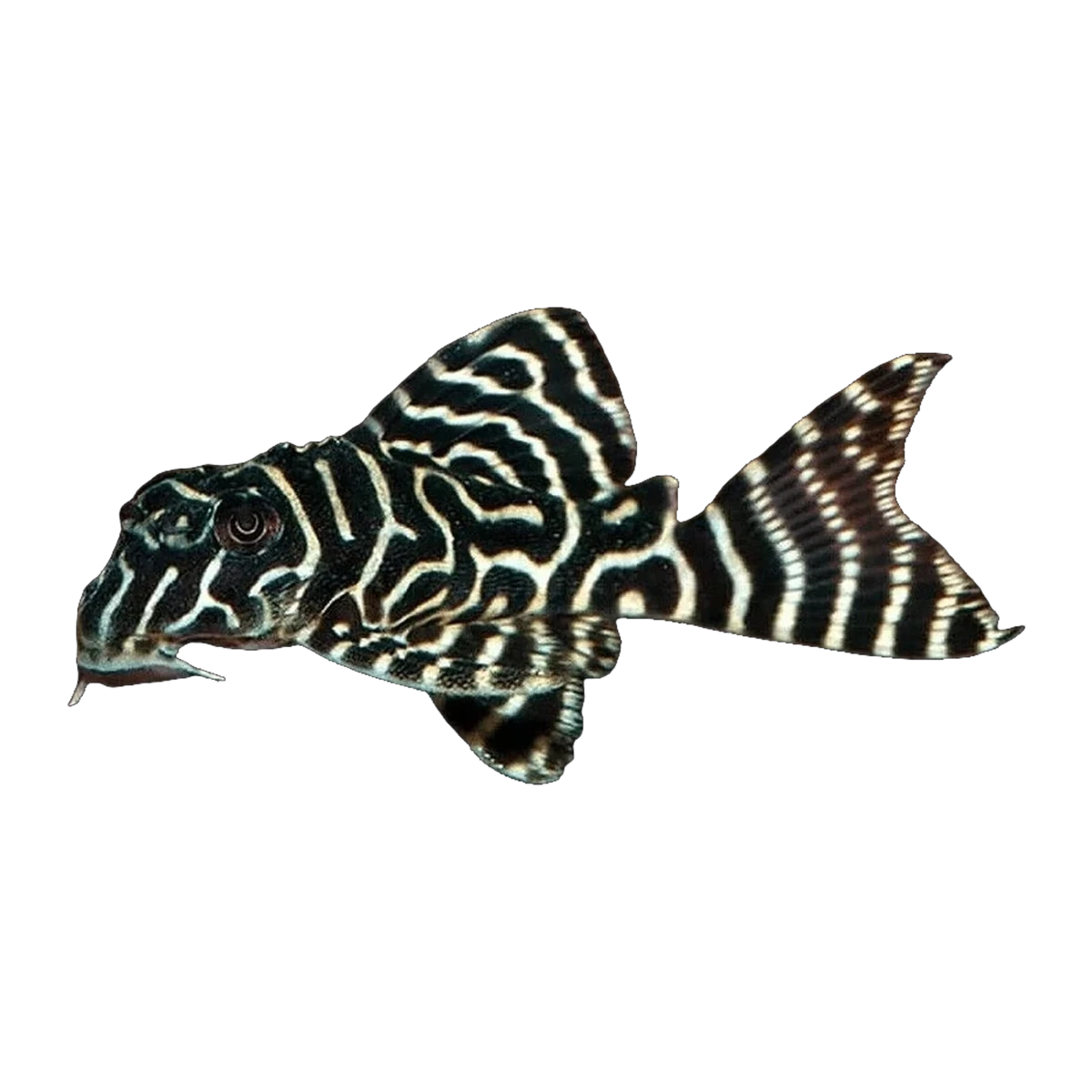L333 Pleco | Hypancistrus sp. L333