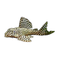L340 Mega Clown Pleco | Hypancistrus sp. L340