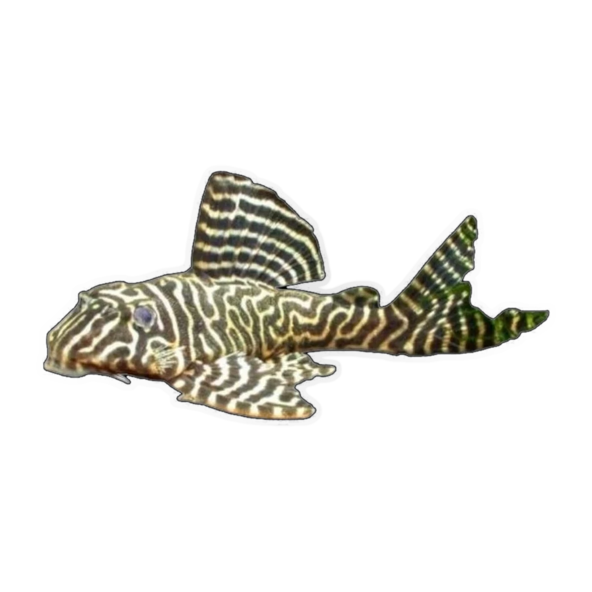 L340 Mega Clown Pleco | Hypancistrus sp. L340
