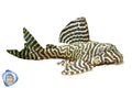 L340 Spinyhead Pleco