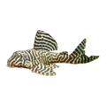 L340 Spinyhead Pleco