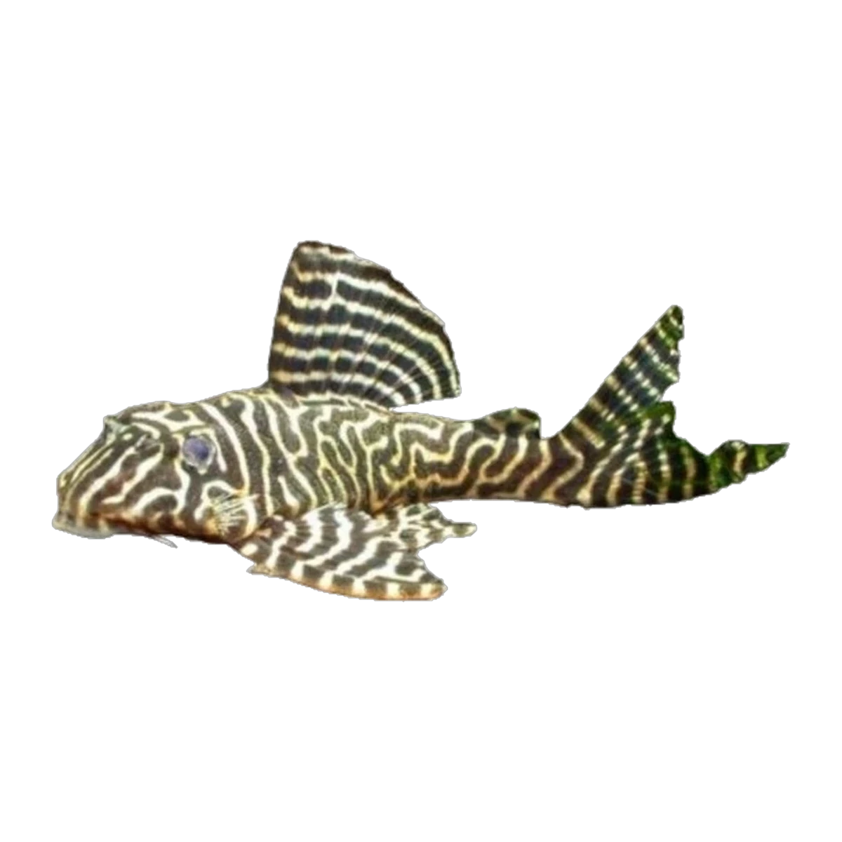 L340 Spinyhead Pleco