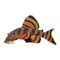 L397 Pleco | Panaqolus sp. L397