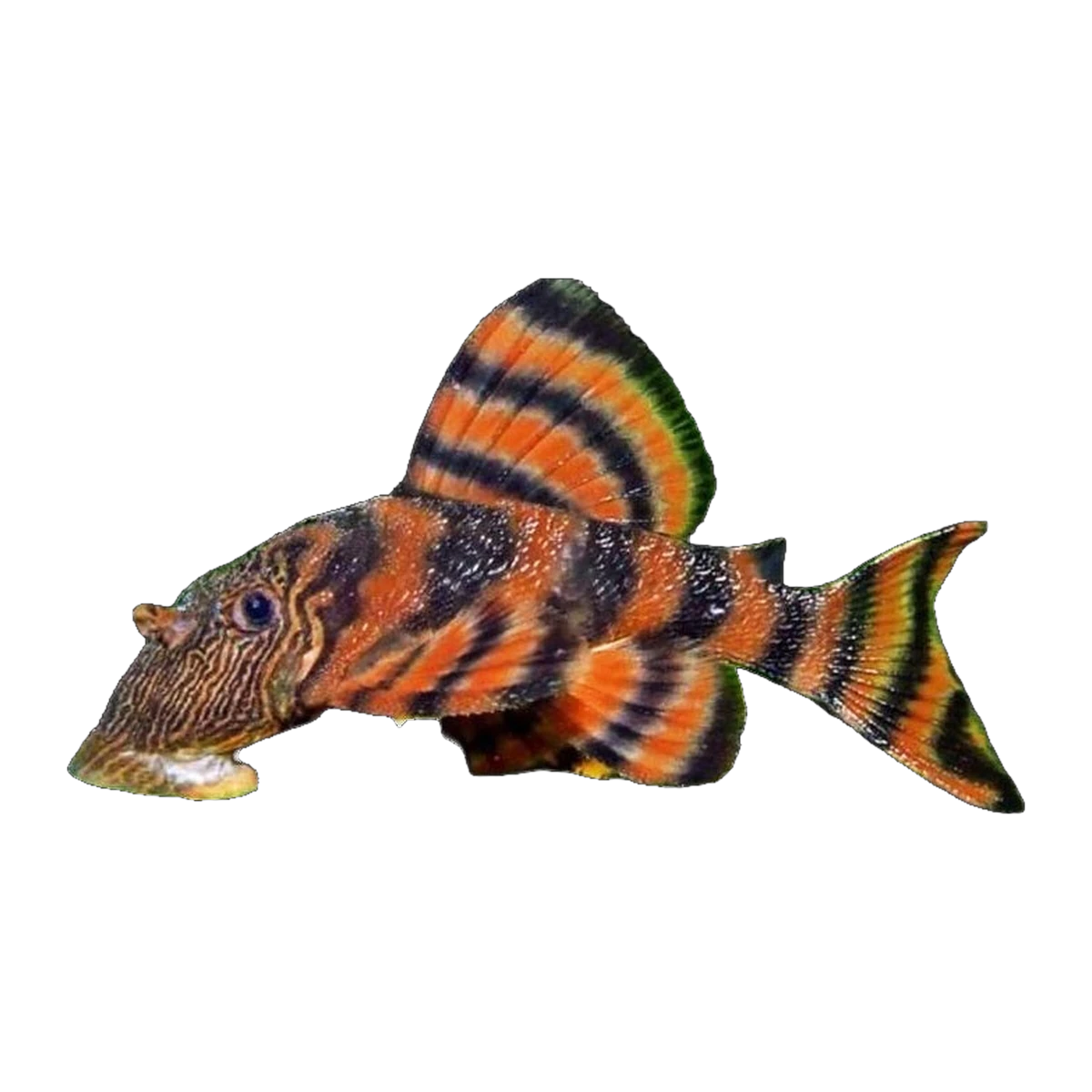 L397 Pleco | Panaqolus sp. L397