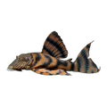 L397 Tiger Pleco | Panaqolus sp. L397