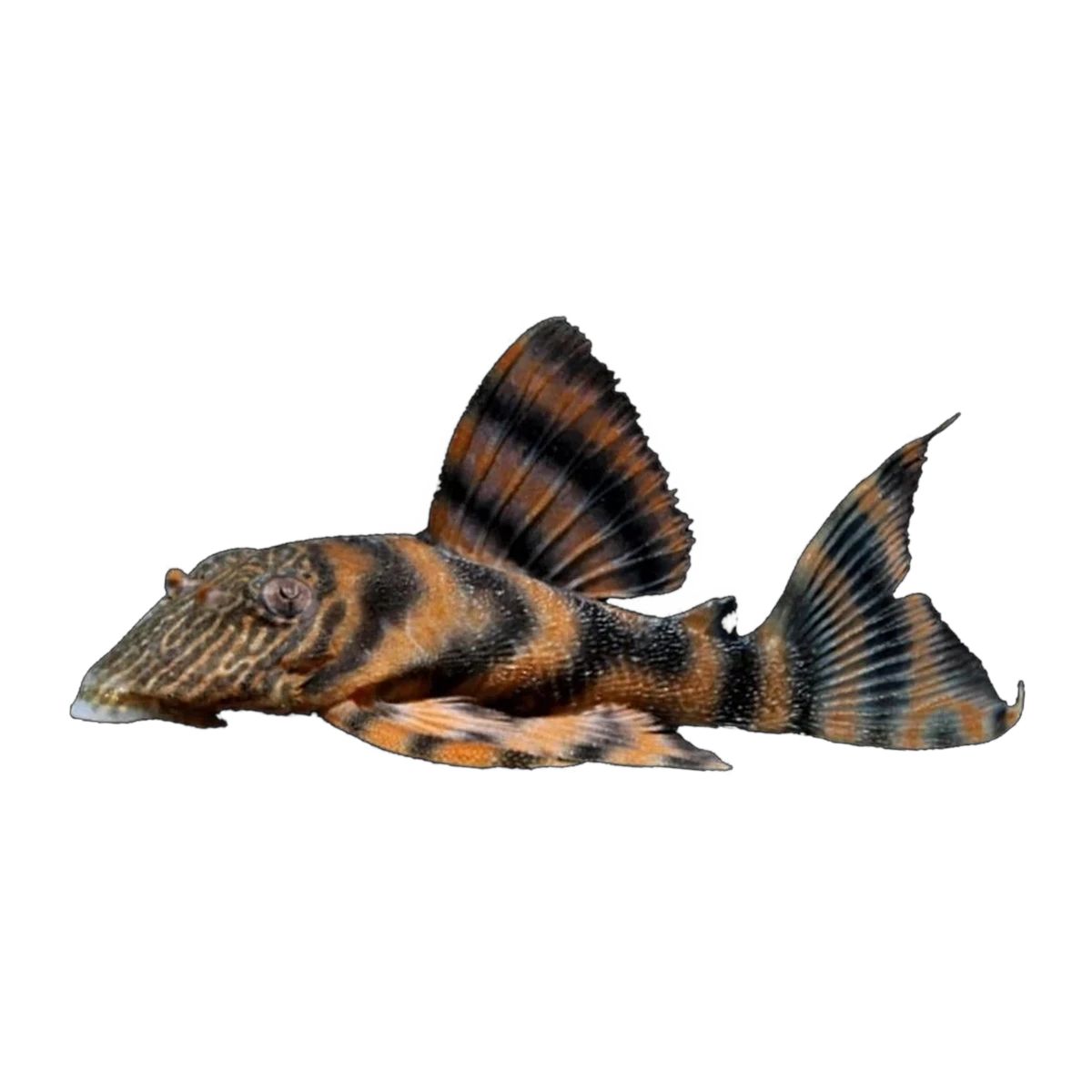 L397 Tiger Pleco | Panaqolus sp. L397