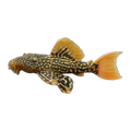 L600 Cactus Pleco | Pseudacanthicus sp. L600