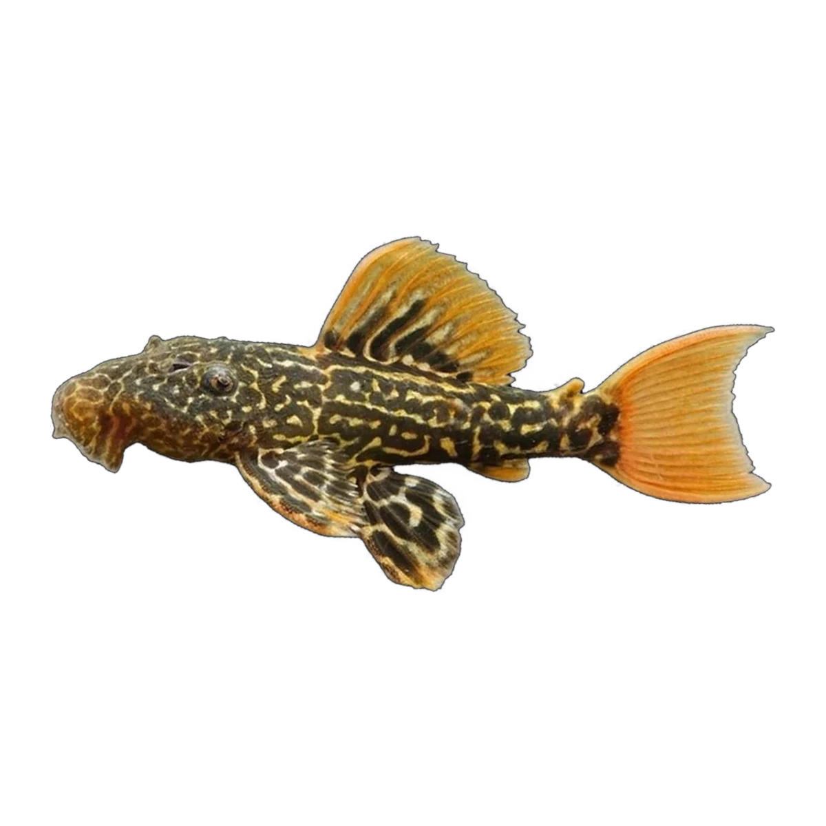 L600 Cactus Pleco | Pseudacanthicus sp. L600
