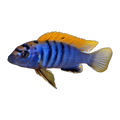 Labidochromis hongi (Labidochromis sp. 'Hongi'), side profile facing right