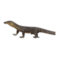 Lace Monitor | Varanus varius