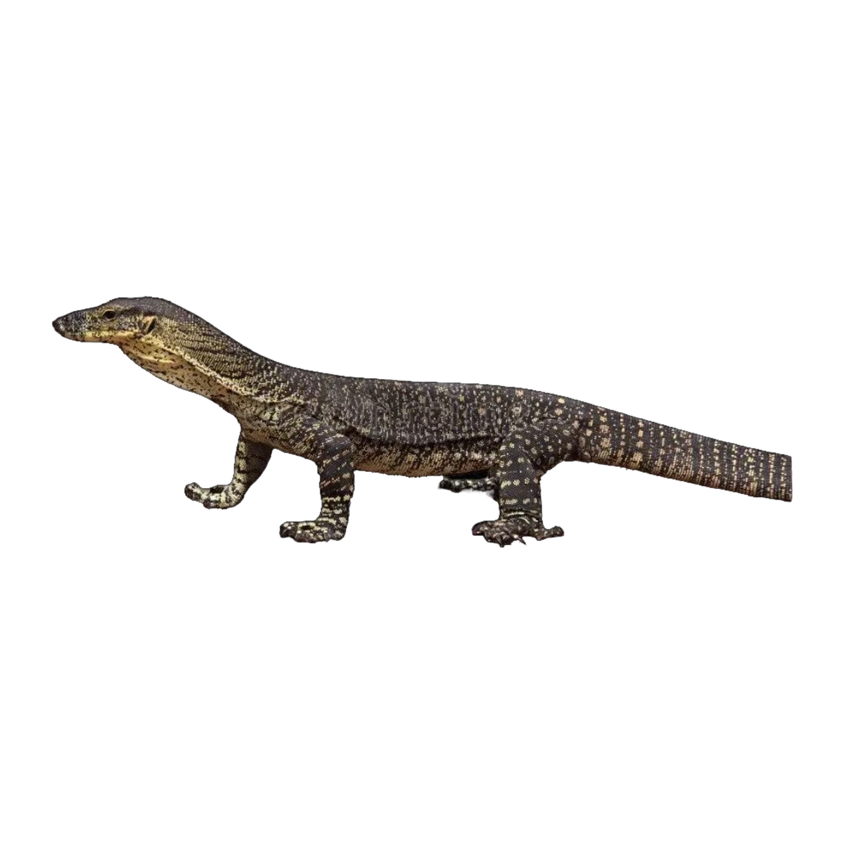 Lace Monitor | Varanus varius
