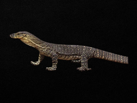 Lace Monitor | Varanus varius