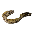 Laced Moray | Gymnothorax favagineus