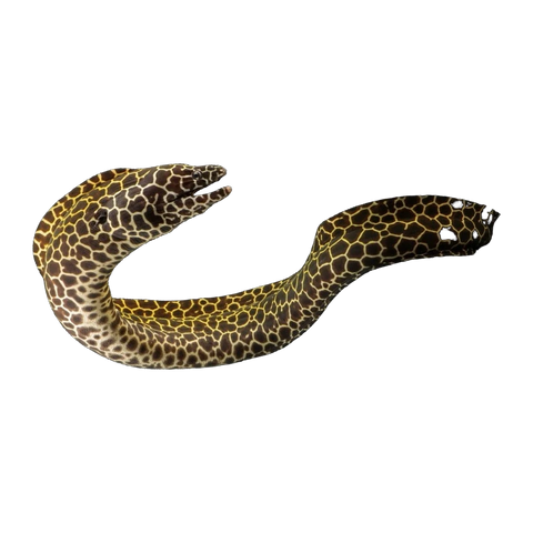 Laced Moray | Gymnothorax favagineus