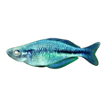 Lake Kutubu Rainbowfish