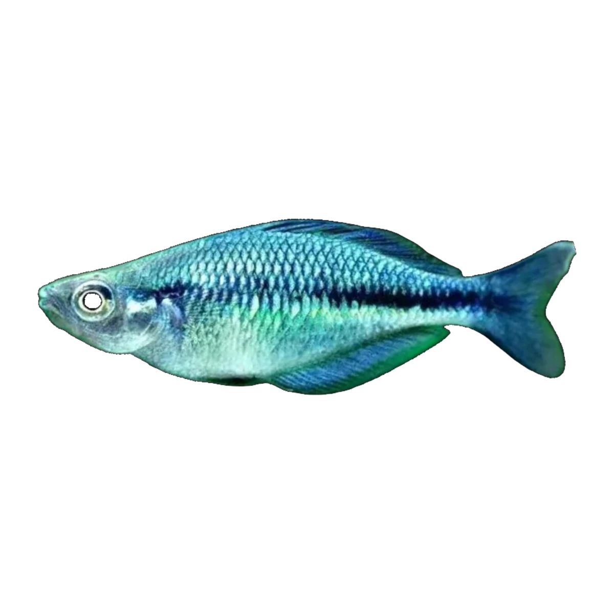 Lake Kutubu Rainbowfish