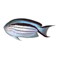 Lamarck's Angelfish Female | Genicanthus lamarck