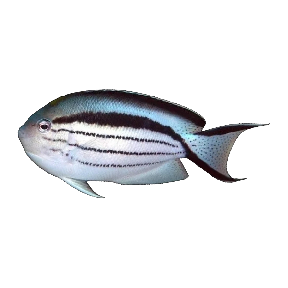 Lamarck's Angelfish Female | Genicanthus lamarck