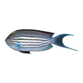 Lamarck's Angelfish Male | Genicanthus lamarck