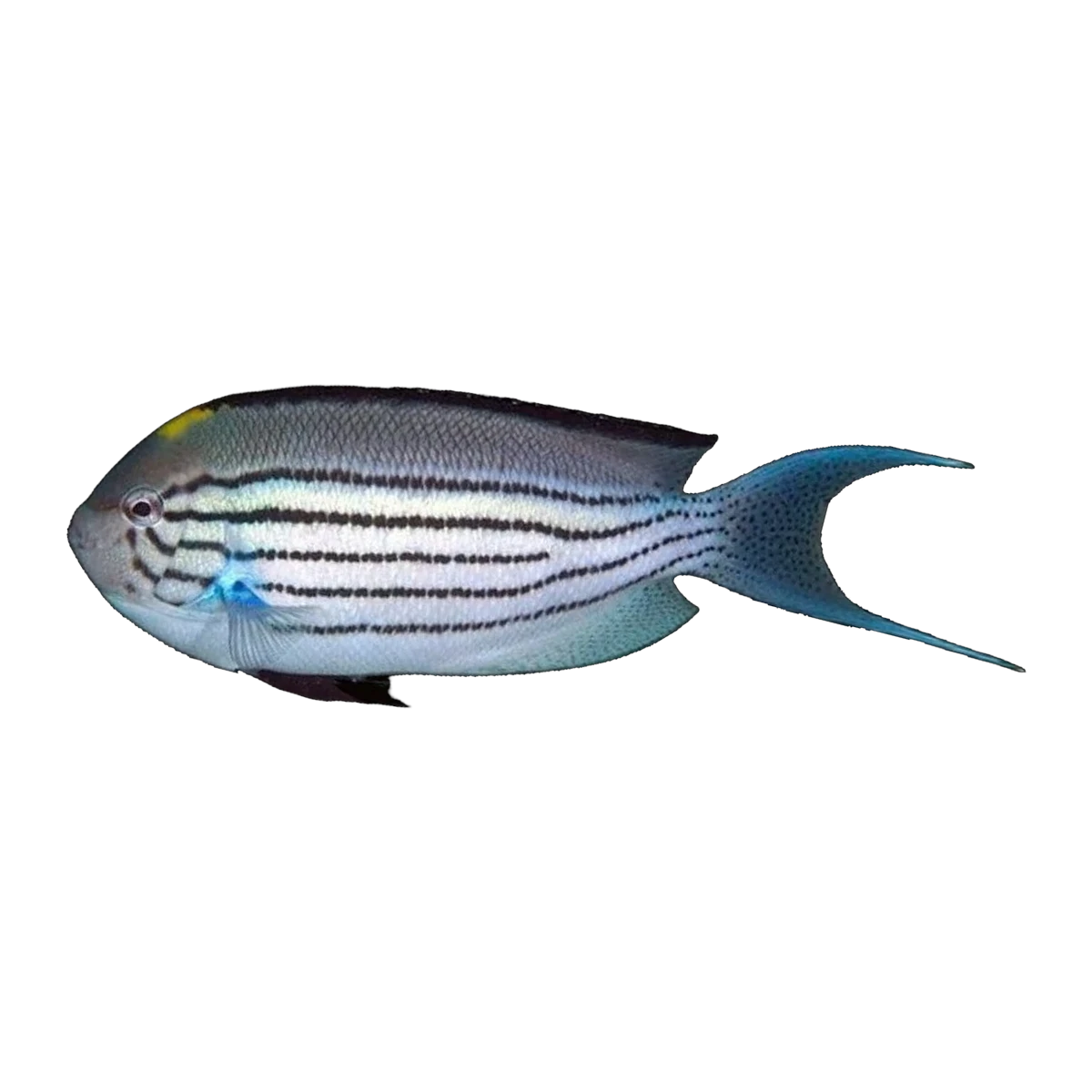 Lamarck's Angelfish Male | Genicanthus lamarck